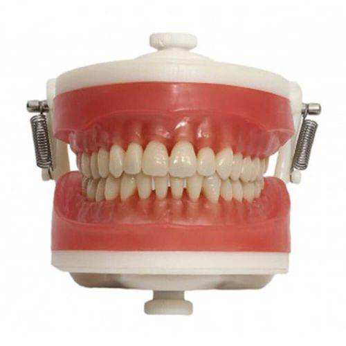 Manequim Dentística Pd100 Pronew