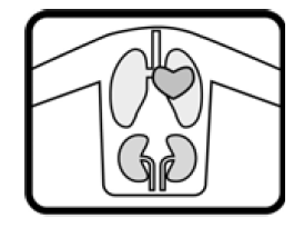 Imagem Complementar da Bula do Muvinor - 6,25Mg 30 Comprimidos